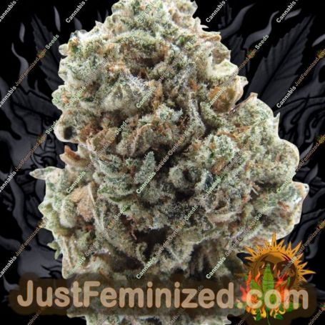 Sour Diesel by Barneys Farm Cannabis Seeds For Sale at Just Feminized