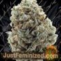 Sour Diesel by Barneys Farm Cannabis Seeds For Sale at Just Feminized