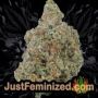 Sour Diesel by Barneys Farm Buds Weed Ganja Skunk Pot Reefer Dope Herb Pics Images