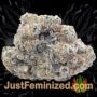 Sour Diesel Auto by Barneys Farm Buds Weed Ganja Skunk Pot Reefer Dope Herb Pics Images