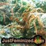 Sour Diesel Auto by Barneys Farm THC CBD Close Up Trichomes Potency Yield Indica Sativa Strain Pic Images
