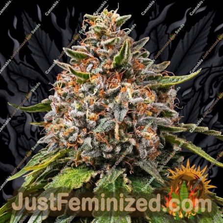 White Widow XXL by Barneys Farm Cannabis Seeds For Sale at Just Feminized