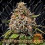 White Widow XXL by Barneys Farm Cannabis Seeds For Sale at Just Feminized
