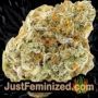 White Widow XXL by Barneys Farm Buds Weed Ganja Skunk Pot Reefer Dope Herb Pics Images