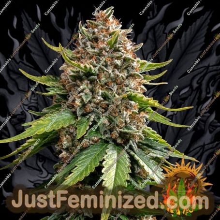 White Widow XXL Auto by Barneys Farm Cannabis Seeds For Sale at Just Feminized