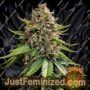 White Widow XXL Auto by Barneys Farm Cannabis Seeds For Sale at Just Feminized