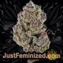 White Widow XXL Auto by Barneys Farm Buds Weed Ganja Skunk Pot Reefer Dope Herb Pics Images