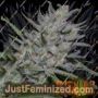 Superfast Auto by Big Head Seeds Cannabis Seeds For Sale at Just Feminized
