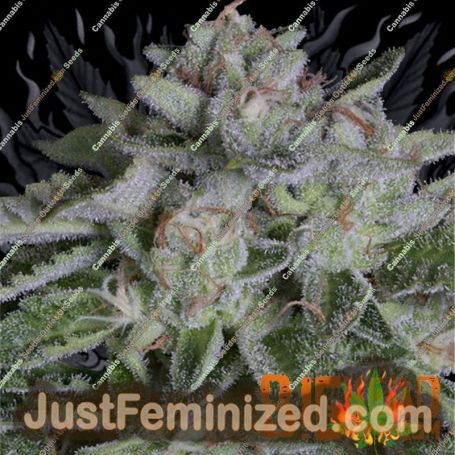 Watermelon Zkittelz by Big Head Seeds Cannabis Seeds For Sale at Just Feminized