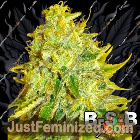 Watermelon Zkittles by BSB Genetics Cannabis Seeds For Sale at Just Feminized