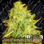 Watermelon Zkittles by BSB Genetics Cannabis Seeds For Sale at Just Feminized