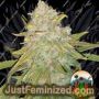 Hulk Smash by Cali Weed Cannabis Seeds For Sale at Just Feminized