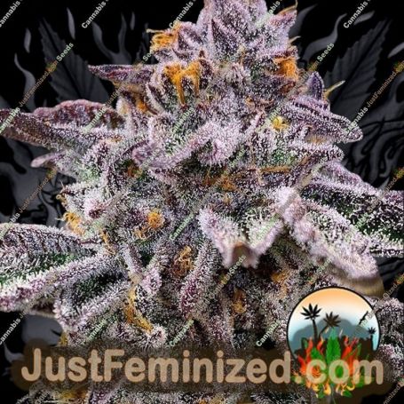 Pink Runtz Auto by Cali Weed Cannabis Seeds For Sale at Just Feminized