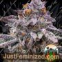 Pink Runtz Auto by Cali Weed Cannabis Seeds For Sale at Just Feminized