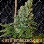 Congo Haze by Dampkring Genetics Cannabis Seeds For Sale at Just Feminized