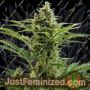 Vesta by Buddha Seeds Cannabis Seeds For Sale at Just Feminized