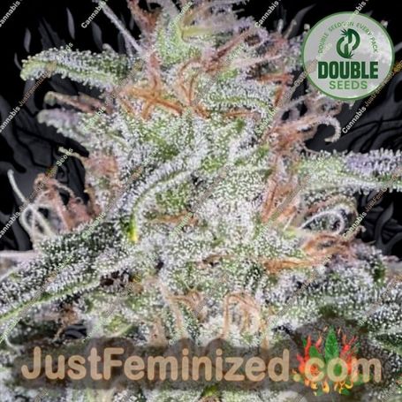 Blue Dream Auto by Double Seeds Cannabis Seeds For Sale at Just Feminized