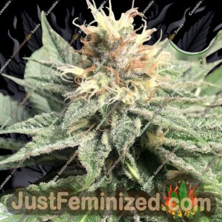 Quick Bud by Double Seeds Cannabis Seeds For Sale at Just Feminized