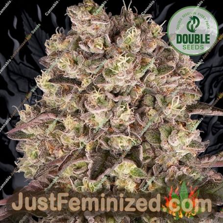 Runtz by Double Seeds Cannabis Seeds For Sale at Just Feminized