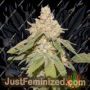SFV OG Auto by Dutch Passion Cannabis Seeds For Sale at Just Feminized