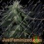 Banana Mass by Emerald Triangle Cannabis Seeds For Sale at Just Feminized