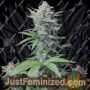 Tropicana Cookies Auto by Fast Buds Cannabis Seeds For Sale at Just Feminized