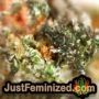 Critical XXL Auto by Seed Stockers THC CBD Close Up Trichomes Potency Yield Indica Sativa Strain Pic Images