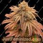 CBG Zero Due by Seed Stockers Cannabis Seeds For Sale at Just Feminized