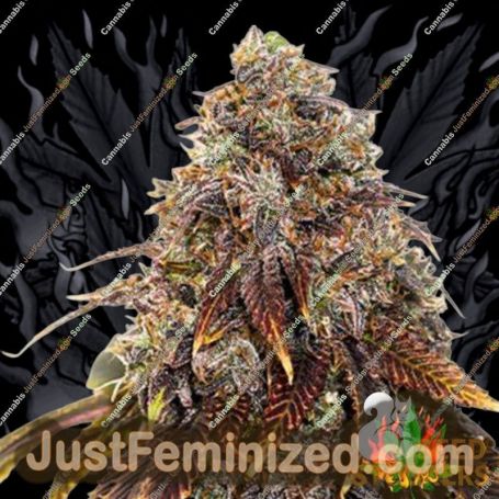 Gelato 41 by Seed Stockers Cannabis Seeds For Sale at Just Feminized