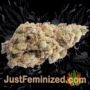 Gelato 41 by Seed Stockers Buds Weed Ganja Skunk Pot Reefer Dope Herb Pics Images