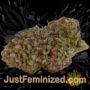 Gelato 41 by Seed Stockers Buds Weed Ganja Skunk Pot Reefer Dope Herb Pics Images