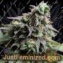 Blue Dream by Bulldog Seeds Cannabis Seeds For Sale at Just Feminized