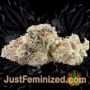 Gelato 41 by Seed Stockers Buds Weed Ganja Skunk Pot Reefer Dope Herb Pics Images