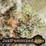 Gelato 41 by Seed Stockers THC CBD Close Up Trichomes Potency Yield Indica Sativa Strain Pic Images