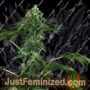420 Punch by Sensi Seeds Cannabis Seeds For Sale at Just Feminized