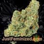 420 Punch by Sensi Seeds Buds Weed Ganja Skunk Pot Reefer Dope Herb Pics Images