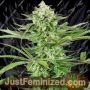 Cashew Kush by Sensi Seeds Cannabis Seeds For Sale at Just Feminized