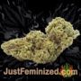 Honey Melon Kush Auto by Sensi Seeds Buds Weed Ganja Skunk Pot Reefer Dope Herb Pics Images
