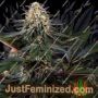 Lockdown Kush by Sensi Seeds Cannabis Seeds For Sale at Just Feminized