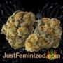 Lockdown Kush by Sensi Seeds Buds Weed Ganja Skunk Pot Reefer Dope Herb Pics Images