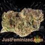 Lockdown Kush by Sensi Seeds Buds Weed Ganja Skunk Pot Reefer Dope Herb Pics Images