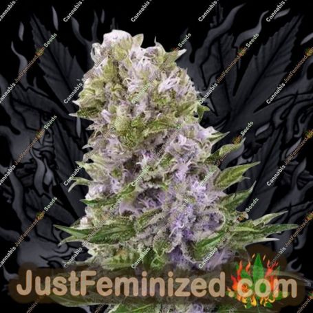Blueberry 420 Auto by Bulldog Seeds Cannabis Seeds For Sale at Just Feminized