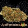 Screwdriver OG by Sensi Seeds Buds Weed Ganja Skunk Pot Reefer Dope Herb Pics Images