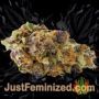Screwdriver OG by Sensi Seeds Buds Weed Ganja Skunk Pot Reefer Dope Herb Pics Images