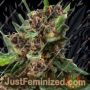Purple Skunk Auto by Sensi Seeds Cannabis Seeds For Sale at Just Feminized