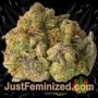 Amnesia Auto by Sensi Seeds Buds Weed Ganja Skunk Pot Reefer Dope Herb Pics Images