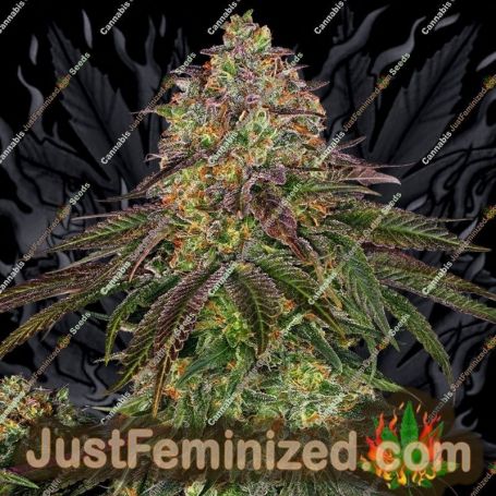 Sweet Cherry Kush by Sensi Seeds Cannabis Seeds For Sale at Just Feminized