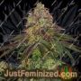 Sweet Cherry Kush by Sensi Seeds Cannabis Seeds For Sale at Just Feminized