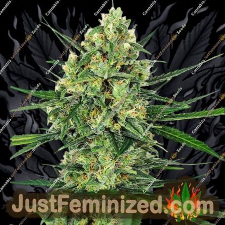Tangerine Sugar by Sensi Seeds Cannabis Seeds For Sale at Just Feminized