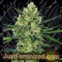 Tangerine Sugar by Sensi Seeds Cannabis Seeds For Sale at Just Feminized